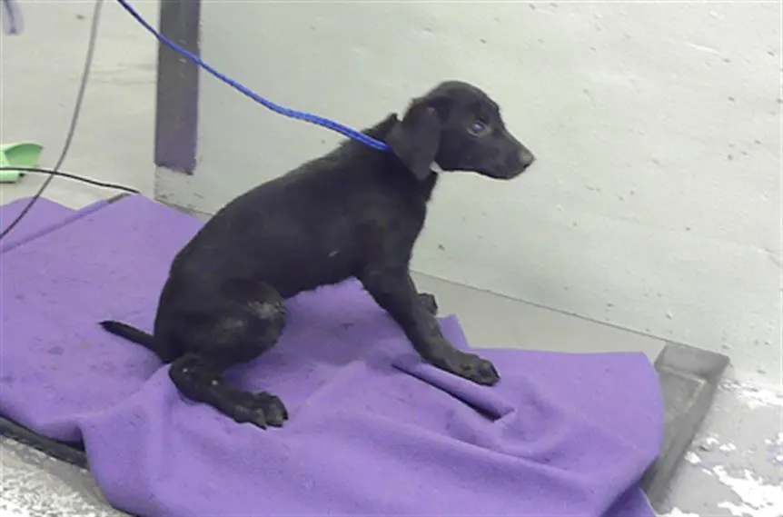 Adoptable Dog