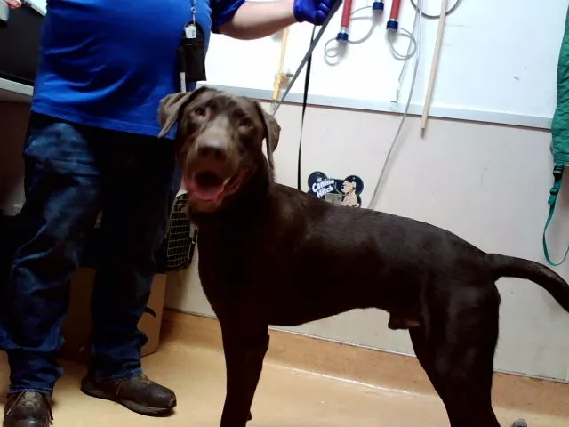 Adoptable Dog