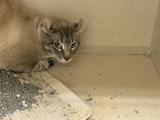 Adoptable Cat