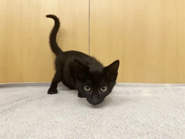 Sugar