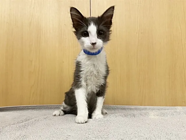Oat