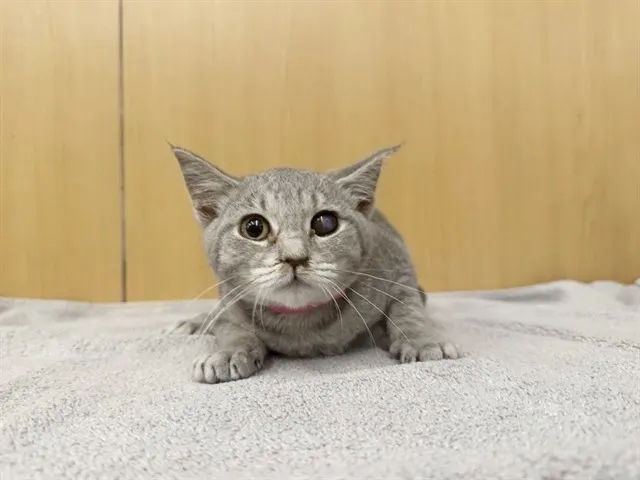 Nimbus