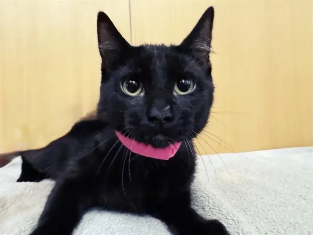 Molasses