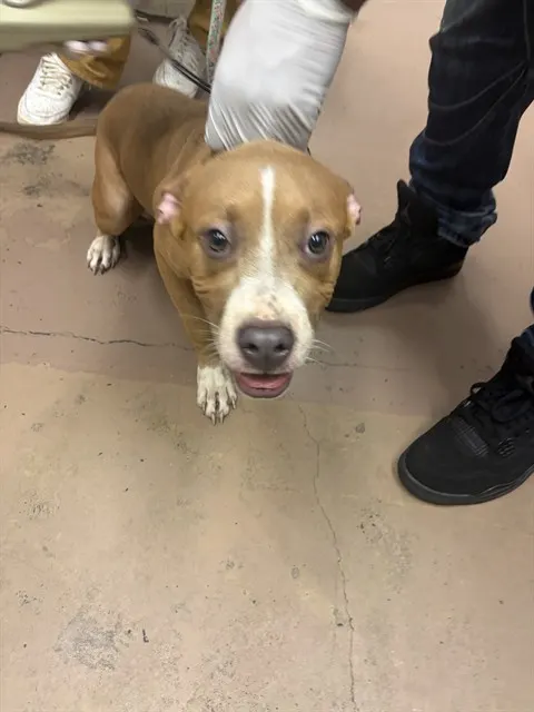 Adoptable Dog