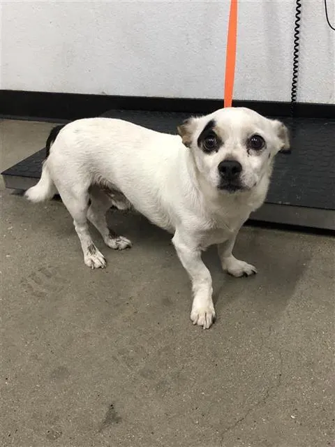 Adoptable Dog