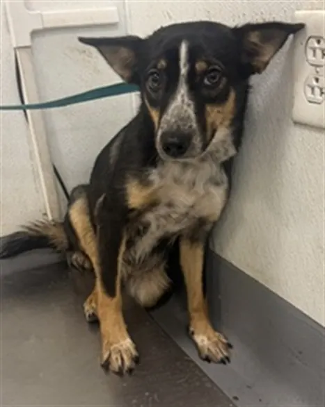 Adoptable Dog