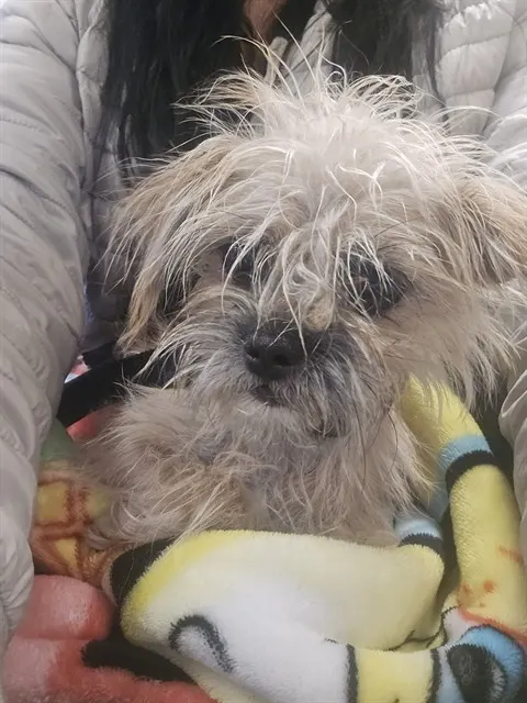 Cutie-Pie