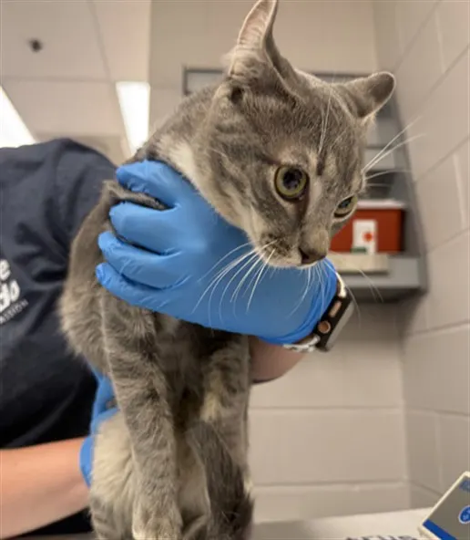 Adoptable Cat
