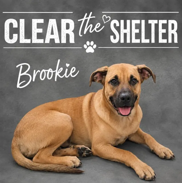Brookie