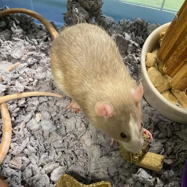 Albert