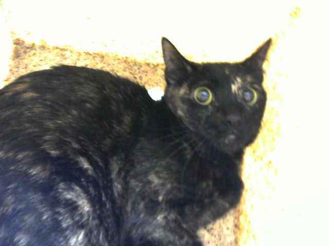 Delilah