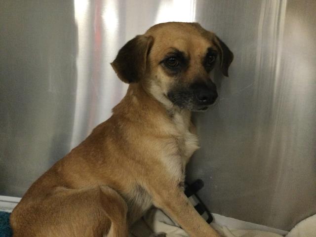 Adoptable Dog