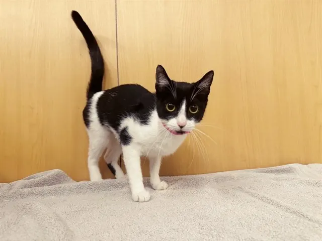 Oreo