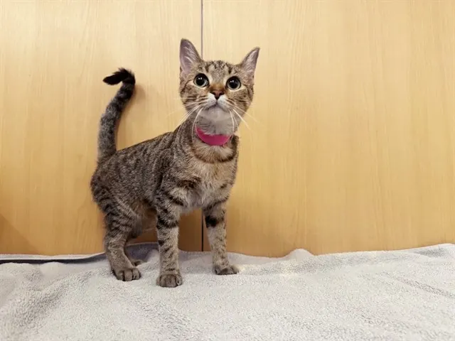 Merengue