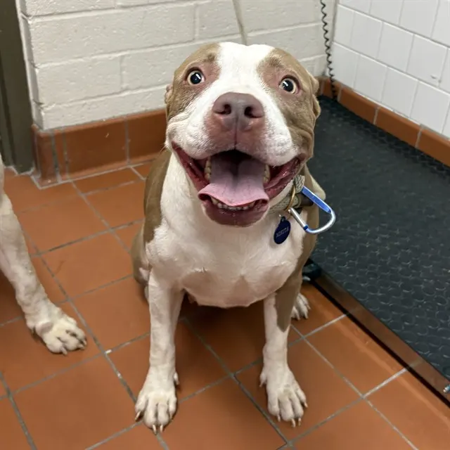 Adoptable Dog