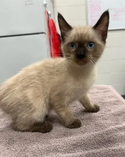 Macchiato