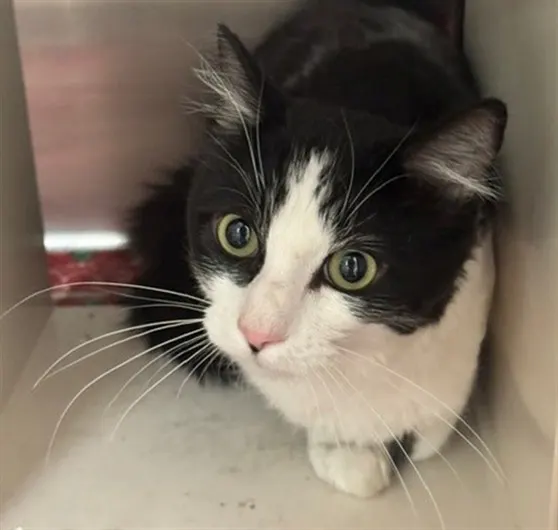 Meeko