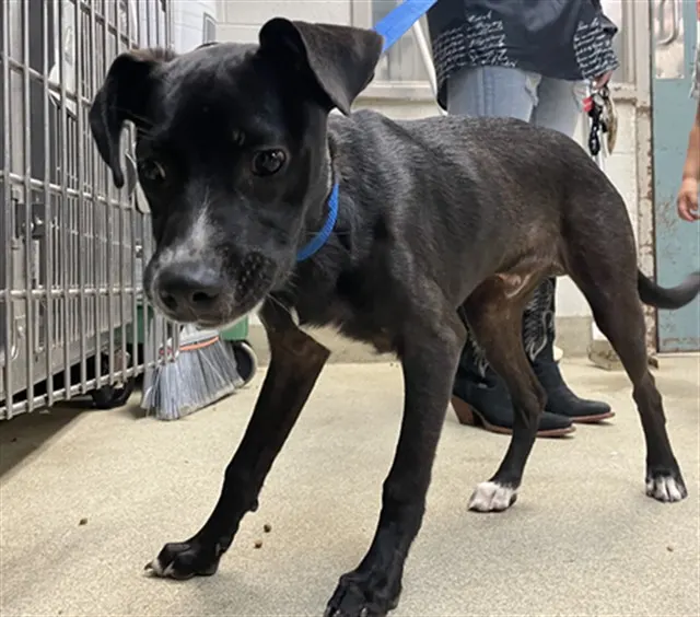 Adoptable Dog