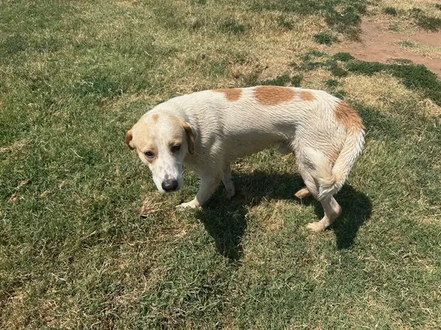 Adoptable Dog