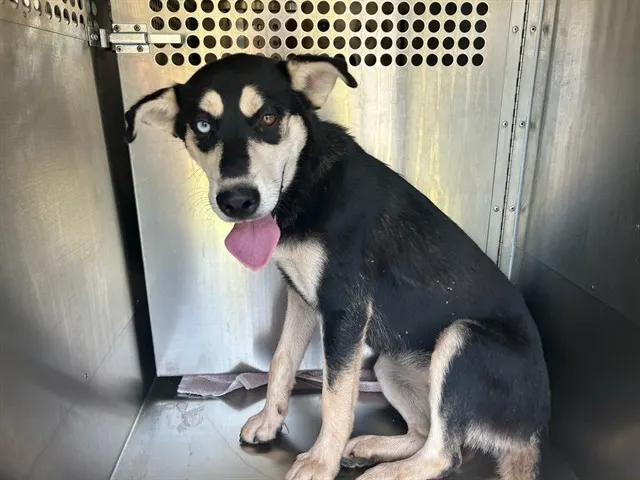 Adoptable Dog