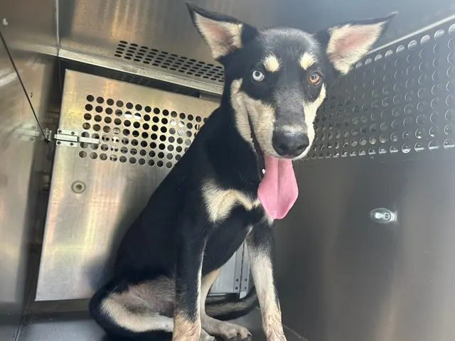 Adoptable Dog