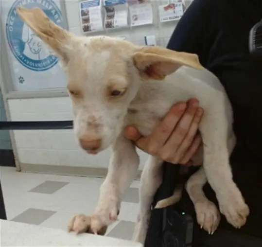 Adoptable Dog
