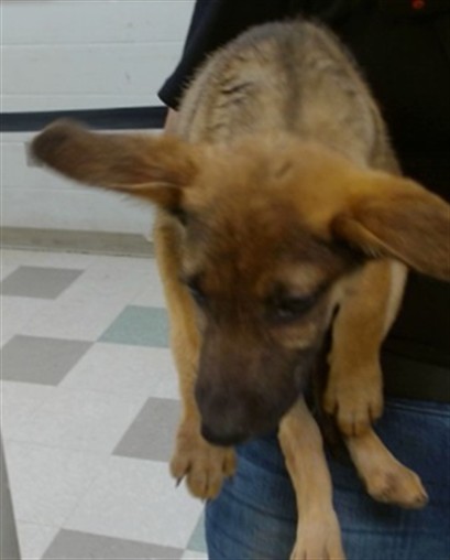 Adoptable Dog