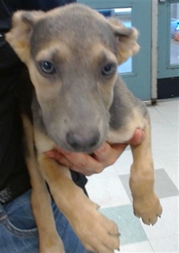 Adoptable Dog