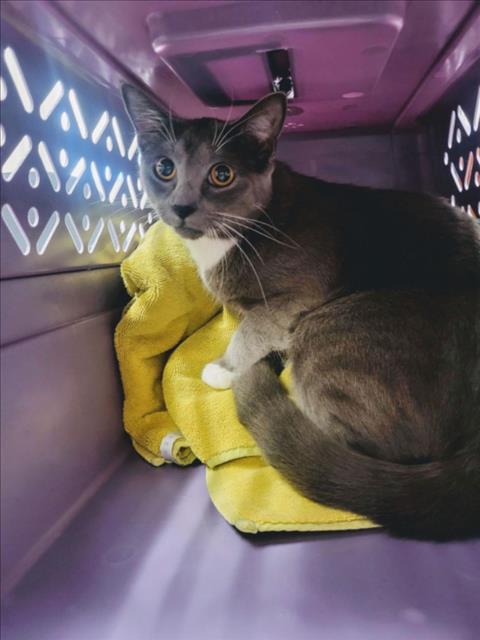 Adoptable Cat