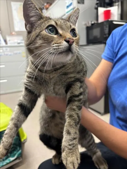 Adoptable Cat