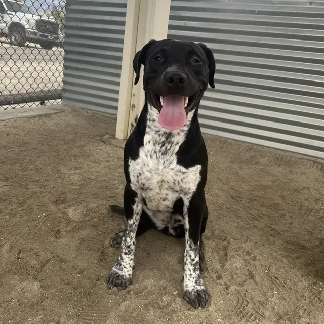 Ella