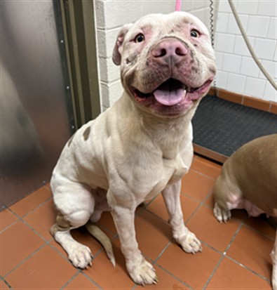 Adoptable Dog
