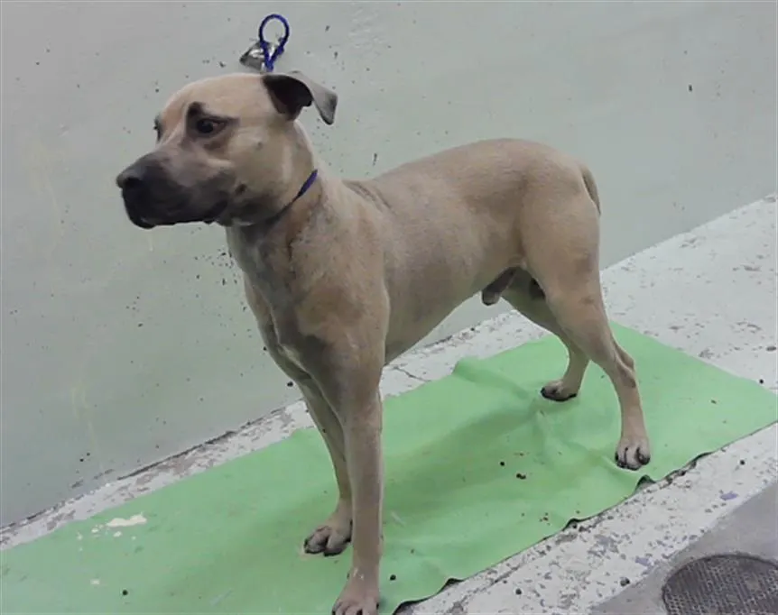 Adoptable Dog