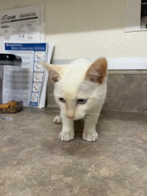Adoptable Cat