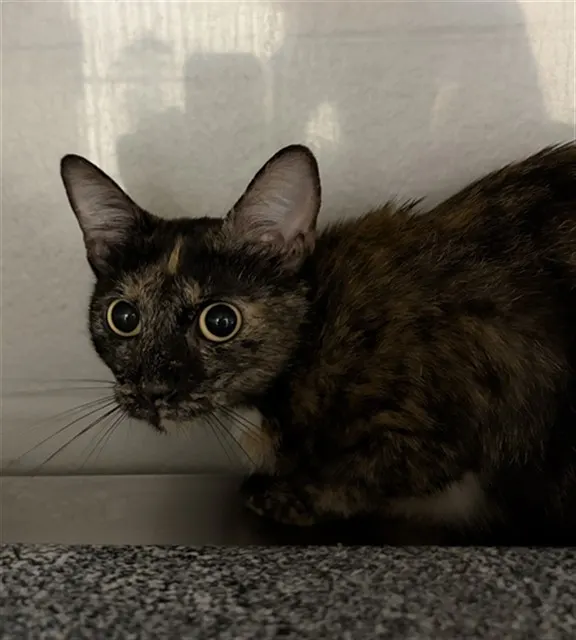 Rita