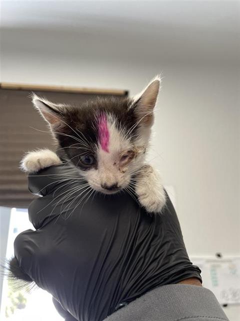 Adoptable Cat