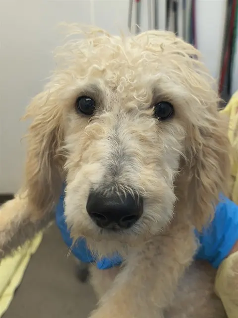 Adoptable Dog