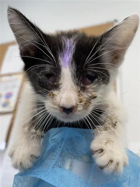 Adoptable Cat