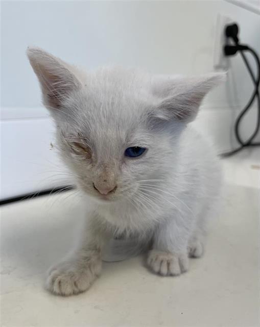 Adoptable Cat