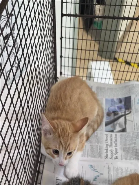 Adoptable Cat