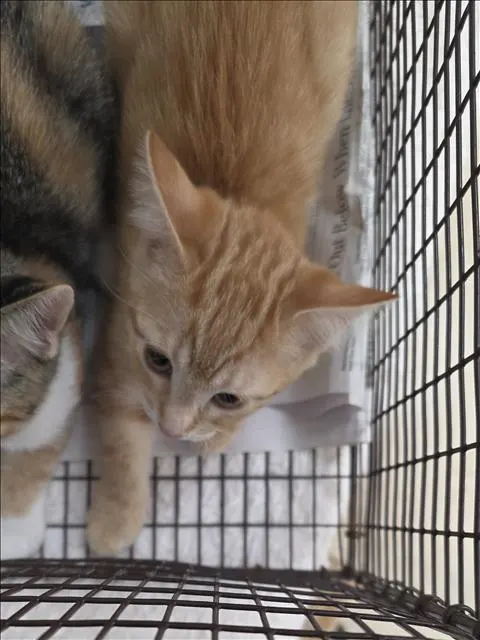 Adoptable Cat