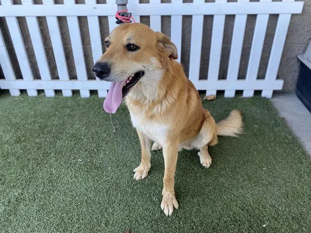 Adoptable Dog