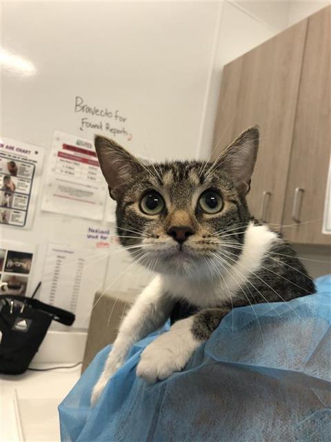 Adoptable Cat