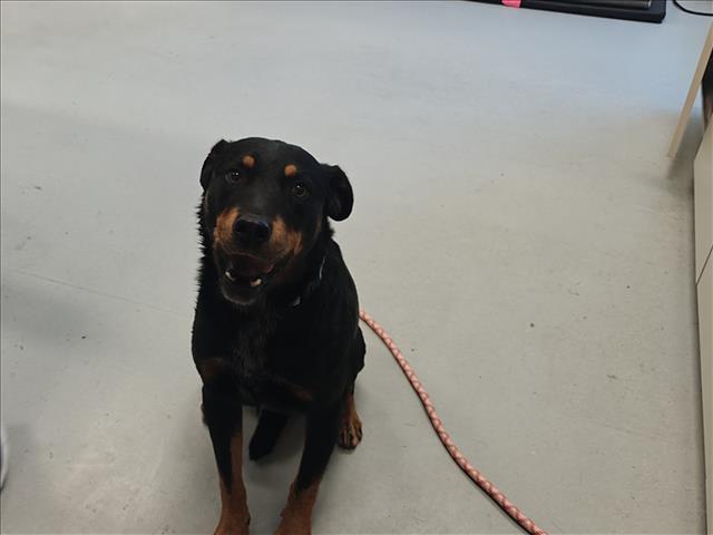 Adoptable Dog