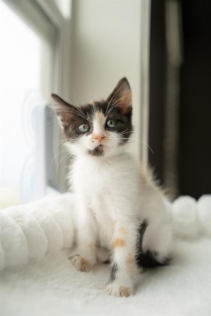 Mochi