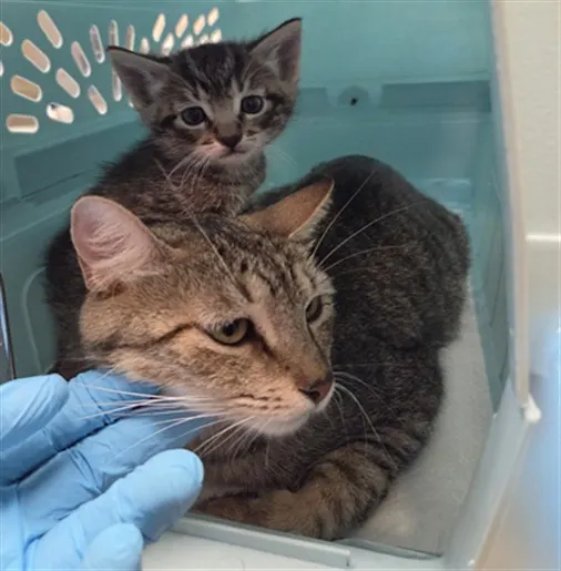 Adoptable Cat