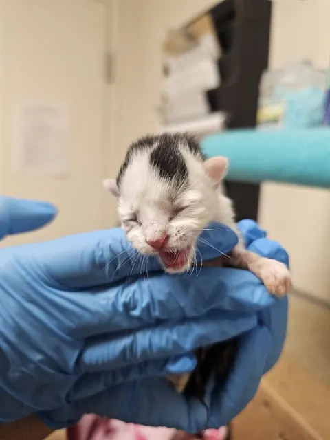 Adoptable Cat