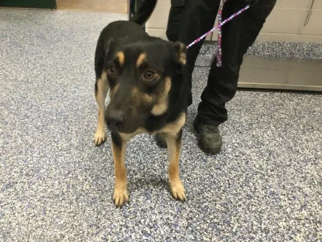 Adoptable Dog