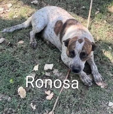 Ronosa