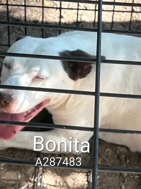 Bonita